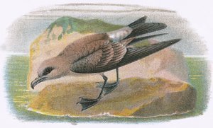 Fork Tailed Petrel
