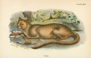 Fossa by English School