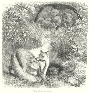 Fox