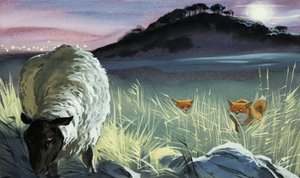 Foxes eyeing a sheep