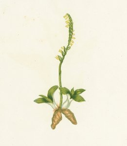 Fragrant Ladys Tresses, Neottia Spiralis by English School