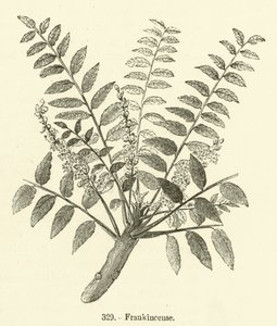 Frankincense by English School