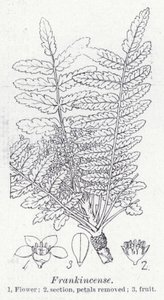 Frankincense by English School