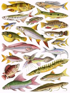 Fresh-water Fishes of the Empire - African by English School