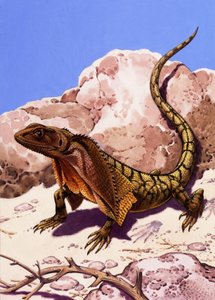 Frilled lizard