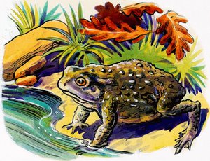 Frog by English School