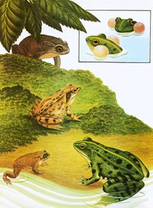 Frogs and toads by English School
