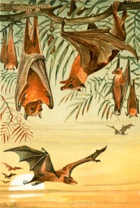 Fruit Bats by English School