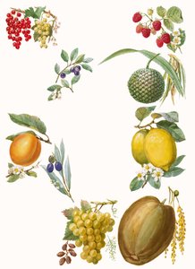 Fruits by English School