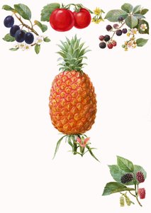Fruits