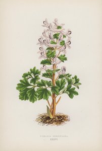 Fumaria Densiflora