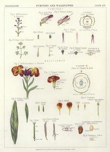 Fumitory and Wallflower by English School