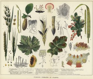 Fungoid diseases of plants by English School