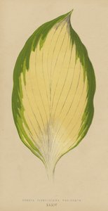 Funkia Sieboldiana Variegata by English School
