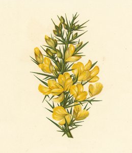 Furze, Ulex Europaeus by English School