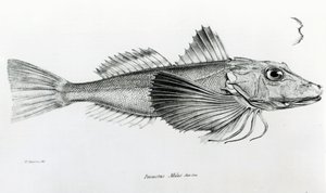 Galapagos Gurnard, plate 6 from 