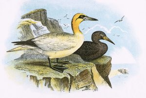Gannet