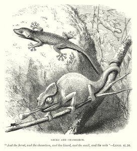Gecko and Chameleon