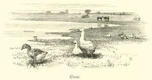 Geese by English School