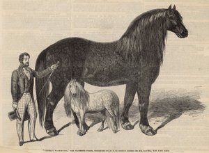 General Washington, the Mammoth Horse by English School