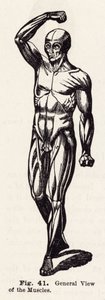 General View of the Muscles