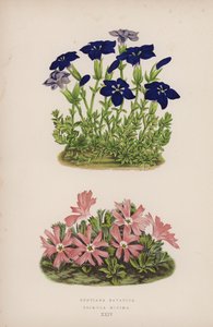 Gentiana Bavarica; Primula Minima by English School
