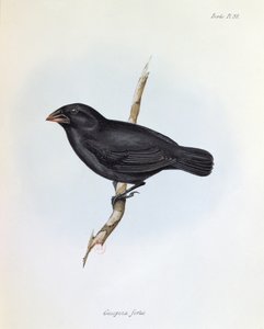Geospiza Fortis, illustration from The Zoology of the Voyage of H.M.S. Beagle, 1832-36 by Charles Darwin, 1840 by English School