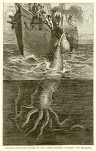 Gigantic Cuttle-Fish Hooked by the French Steamer Alecton Off Tenerife by English School