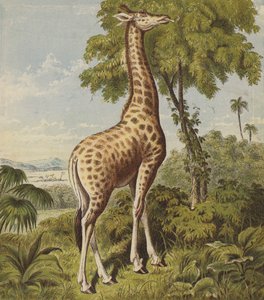 Giraffe