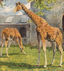 Giraffes