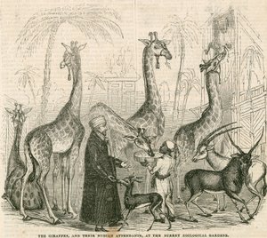 Giraffes and their Nubian attendants at the Surrey Zoological Gardens, London by English School