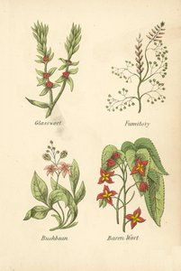 Glasswort, Fumitory, Buckbean, Baren Wort by English School