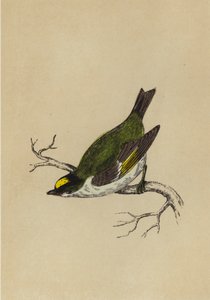 Golden-Crested Wren by English School