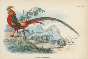 Golden Pheasant by English School