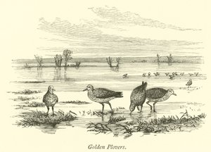 Golden Plovers by English School
