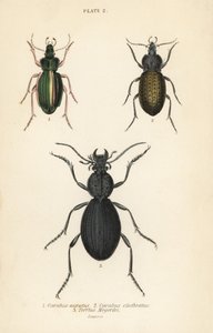 Golden ground beetle, Carabus auratus, ground beetle, Carabus clathratus, and large black ground beetle, Tefflus megerlei by English School