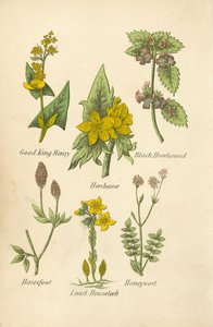 Good King Henry, Henbane, Black Horehound, Haresfoot, Least Houseleek, Honeywort by English School