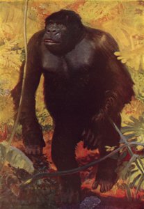 Gorilla