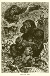 Gorillas at Home