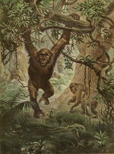 Gorillas at Home