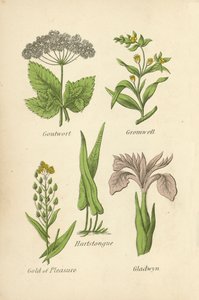 Goutwort, Gromwell, Hartstongue, Gold of Pleasure, Gladwyn by English School