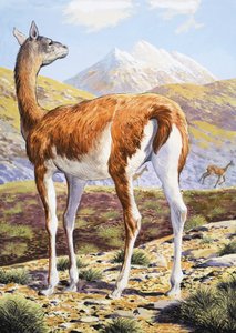 Graceful Guanacos by English School