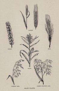 Grain plants by English School