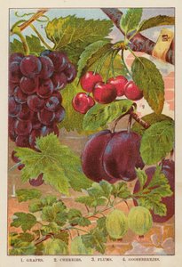 Grapes; Cherries; Plums; Gooseberries by English School