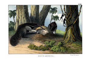 Great Anteater by English School