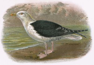 Great Black Backed Gull by English School