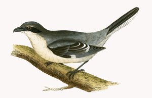Great Grey Shrike, illustration from 