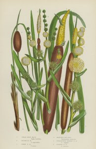 Great Reed Mace, Lesser Reed Mace, Dwarf Reed Mace, Branched Bur Reed, Unbranched Upright Bur by English School
