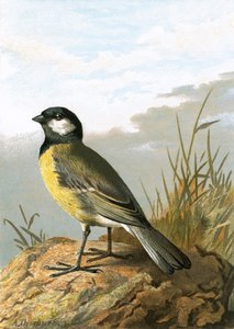 Great Tit by English School