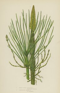 Great Water-Horsetail, Variegated Rough Horsetail by English School